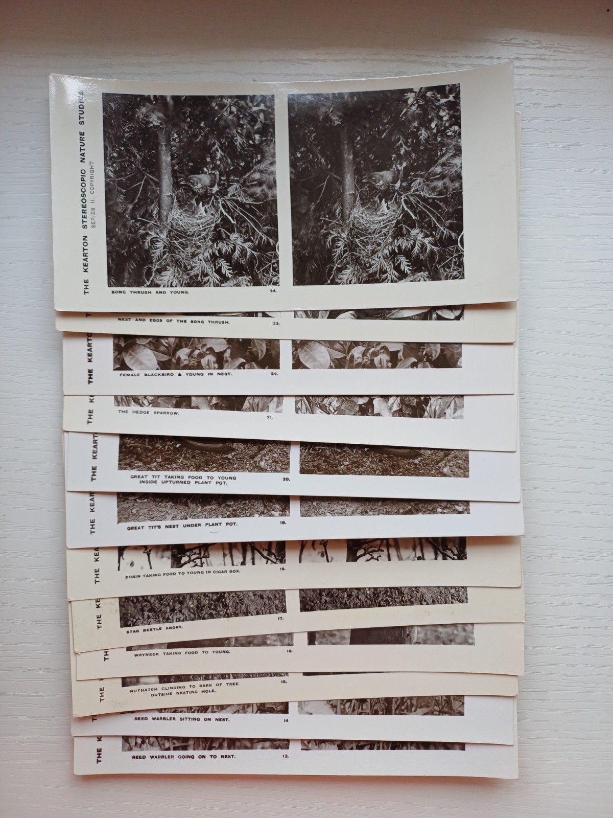 Antique Kearton Stereoscopic Slides (Series 2) Nature Studies Complete Set 1900s