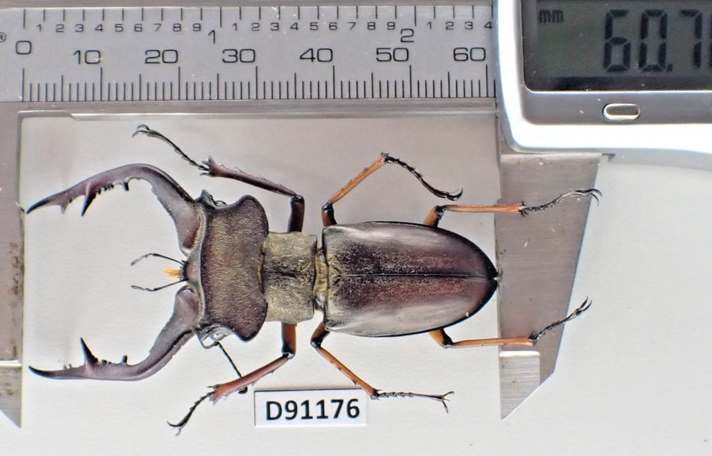 D91176. Insects, Lucanidae: Lucanus Gradivus sp. Vietnam, Ha Giang D91176. Insects, Lucanidae: Lucanus Gradivus sp. Vietnam, Ha Giang