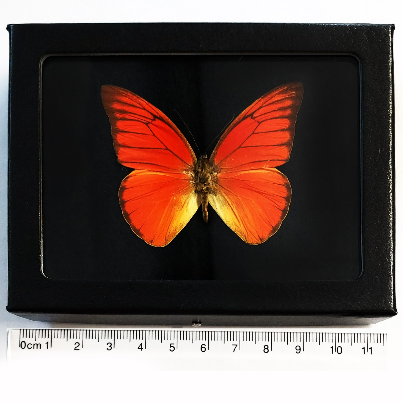 Appias nero FRAMED BLACK BACKGROUND orange butterfly Indonesia