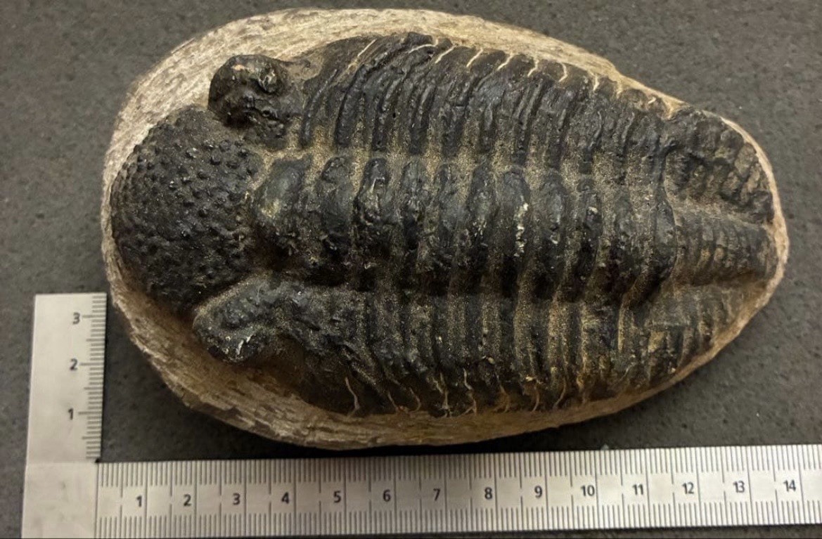 Large Drotops megalomanicus Trilobite Fossil Morocco Devonian Detailed Eyes