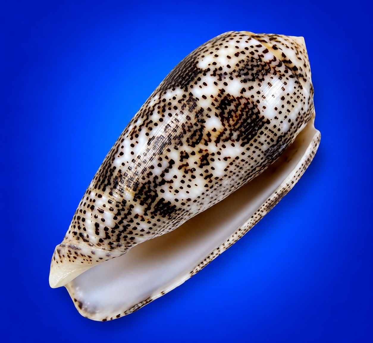 Conus stercusmuscarum 54.8mm Fly-Specked Cone Shell Indo-Pacific w/data label