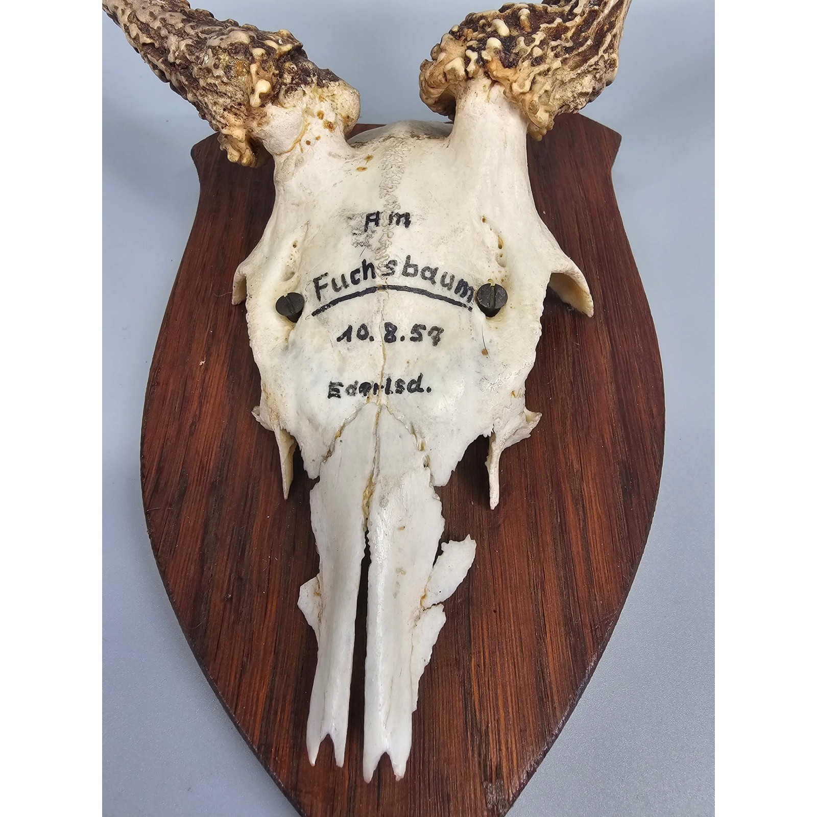 Roe Deer Taxidermy 8\