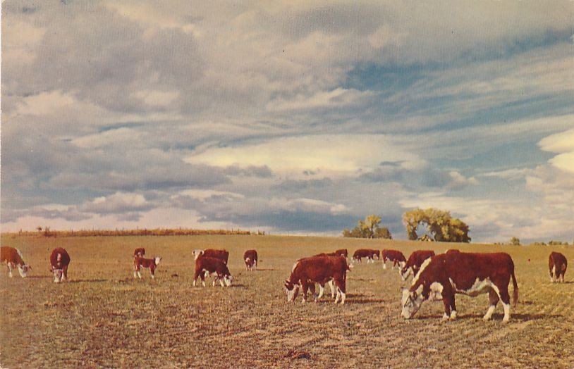 Herefords at Home on the Range TX, Texas (actually location not specified)
