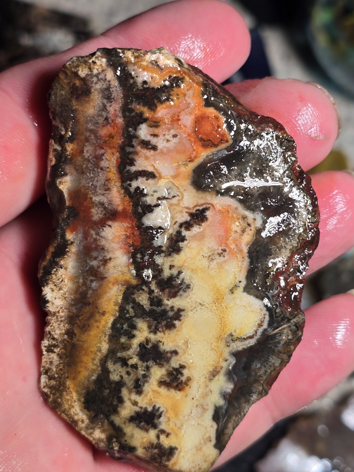 Dendrites Crazy Lace Agate Laguna Banded Agate Tuxedo Agate Chihuahua Mexico 