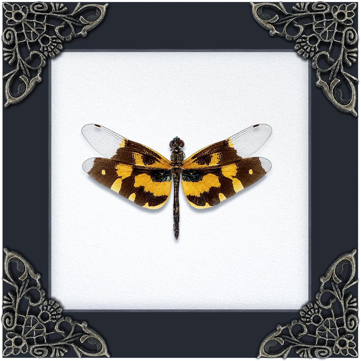 Real Dragonfly Gold Wings 4.7\