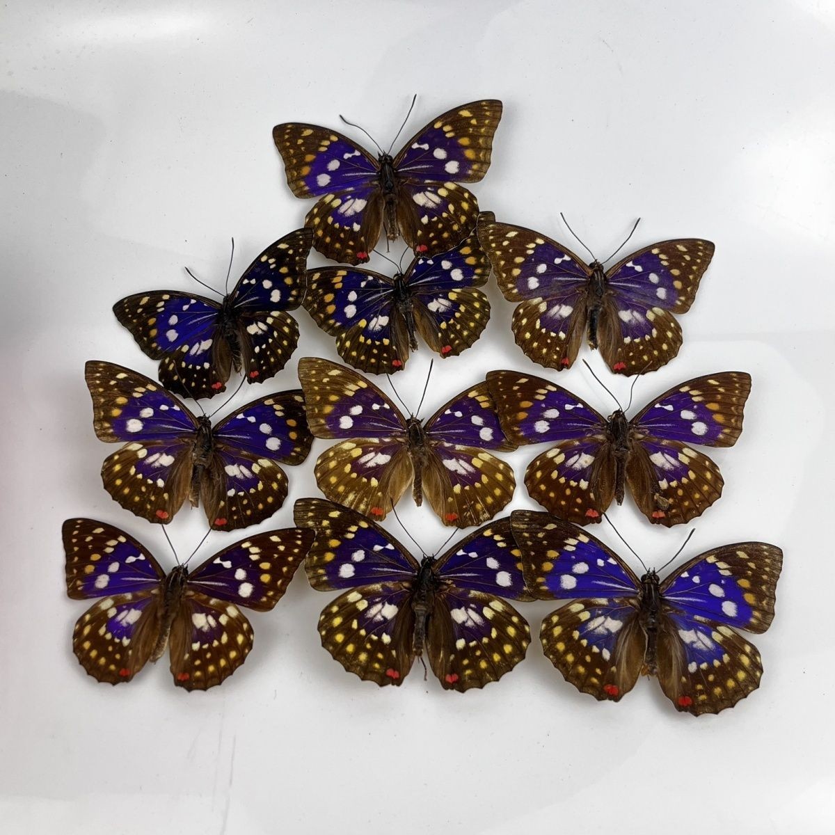 10 Pcs Real Butterfly Specimens Spread Wings A1-A- DIY Crafts Decor