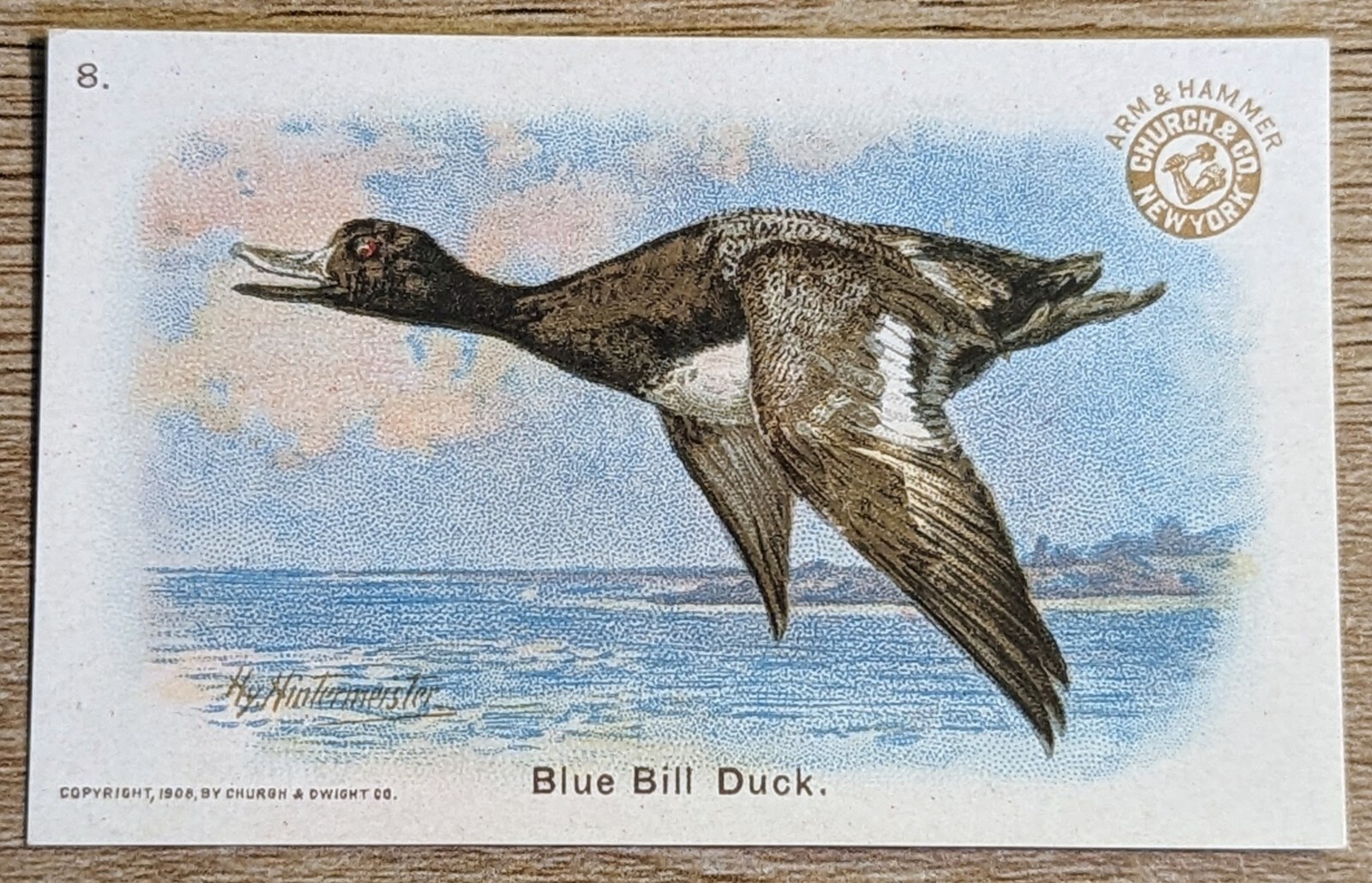 1908 J4 Church & Co Arm & Hammer New Series Of Birds Blue Bill Duck Card #8