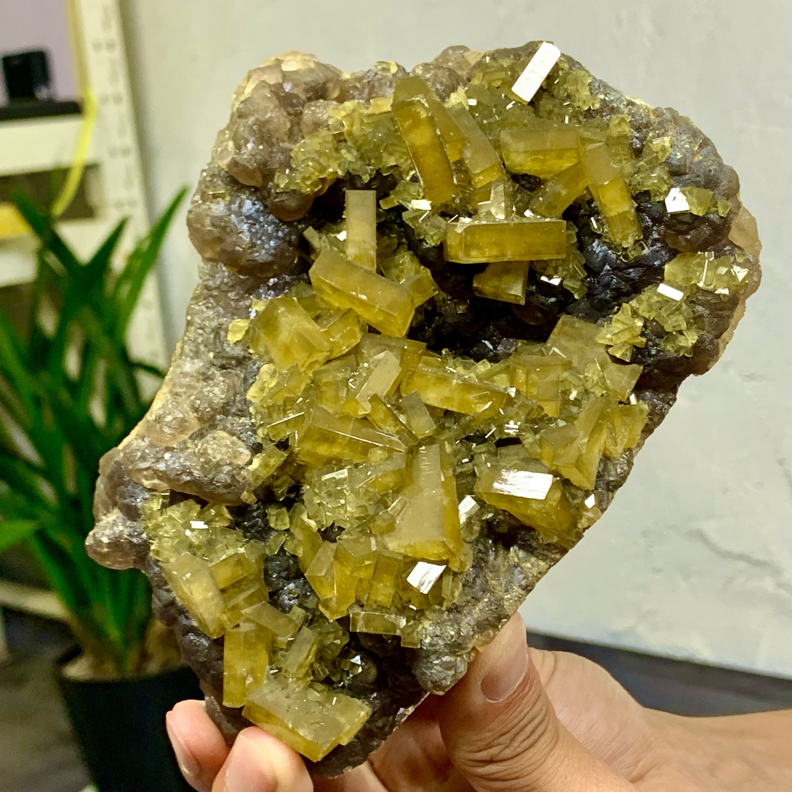 2.8LB Natural