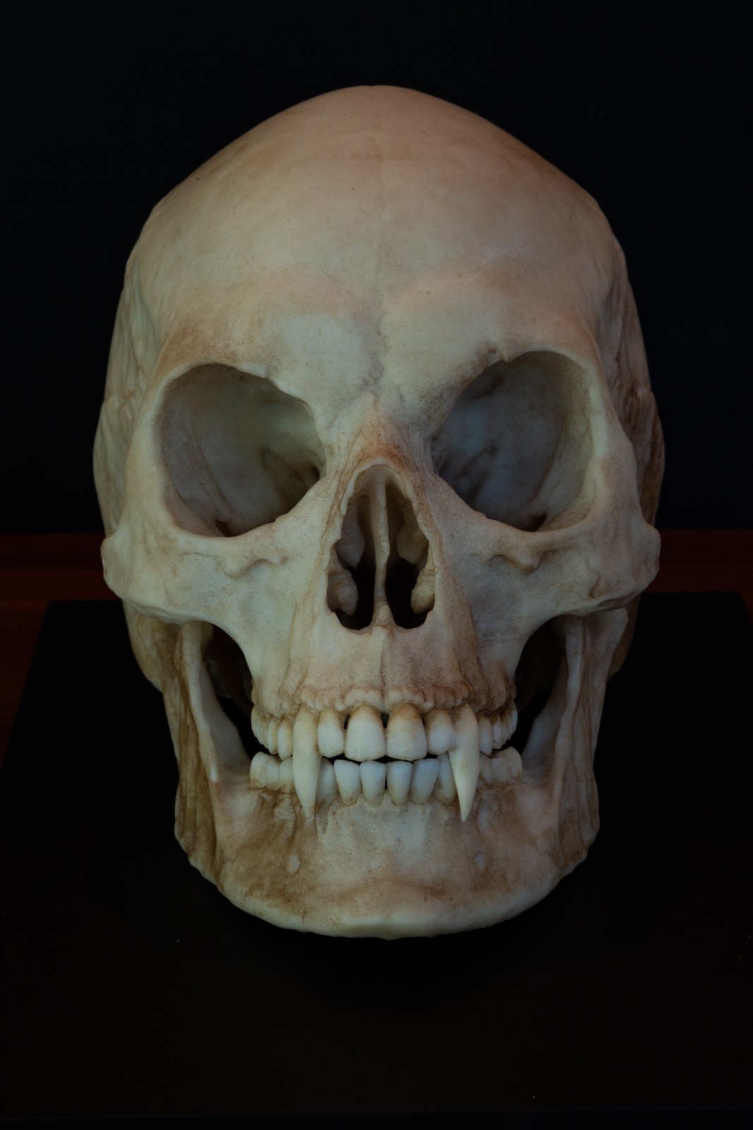 Vampire Skull Replica – Gothic Fantasy Collectors Display Piece
