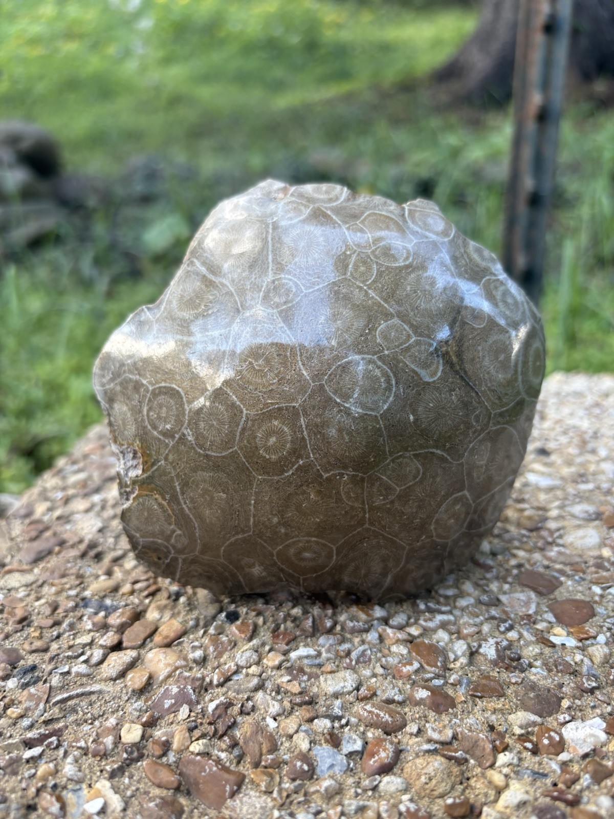 Large Polished Coral- Natural 4.3” Devonian Hexagonaria Coral Fossil Specimen
