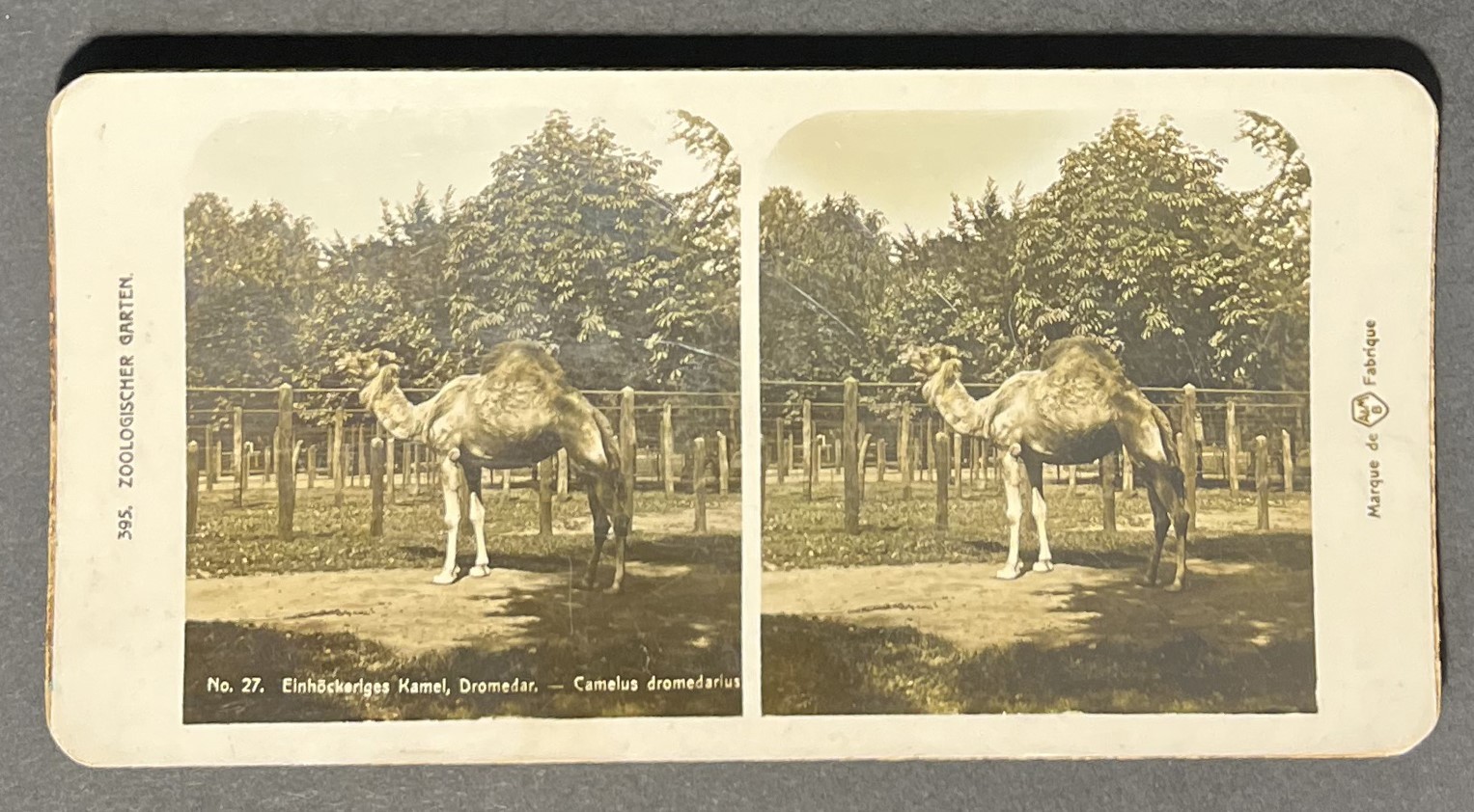Stereo photo view, Zoological Garden, Camel