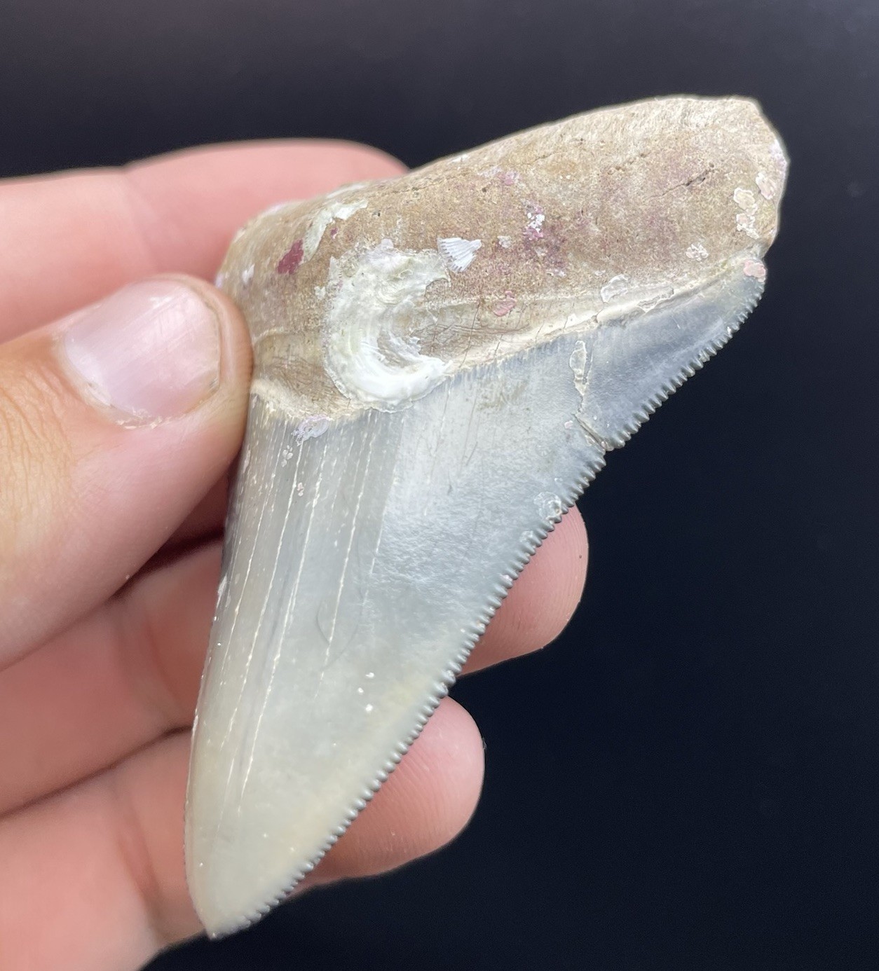 RARE Golden Beach Megalodon Shark Tooth 2.8” Venice Florida Dive Find No Repair RARE Golden Beach Megalodon Shark Tooth 2.8” Venice Florida Dive Find No Repair