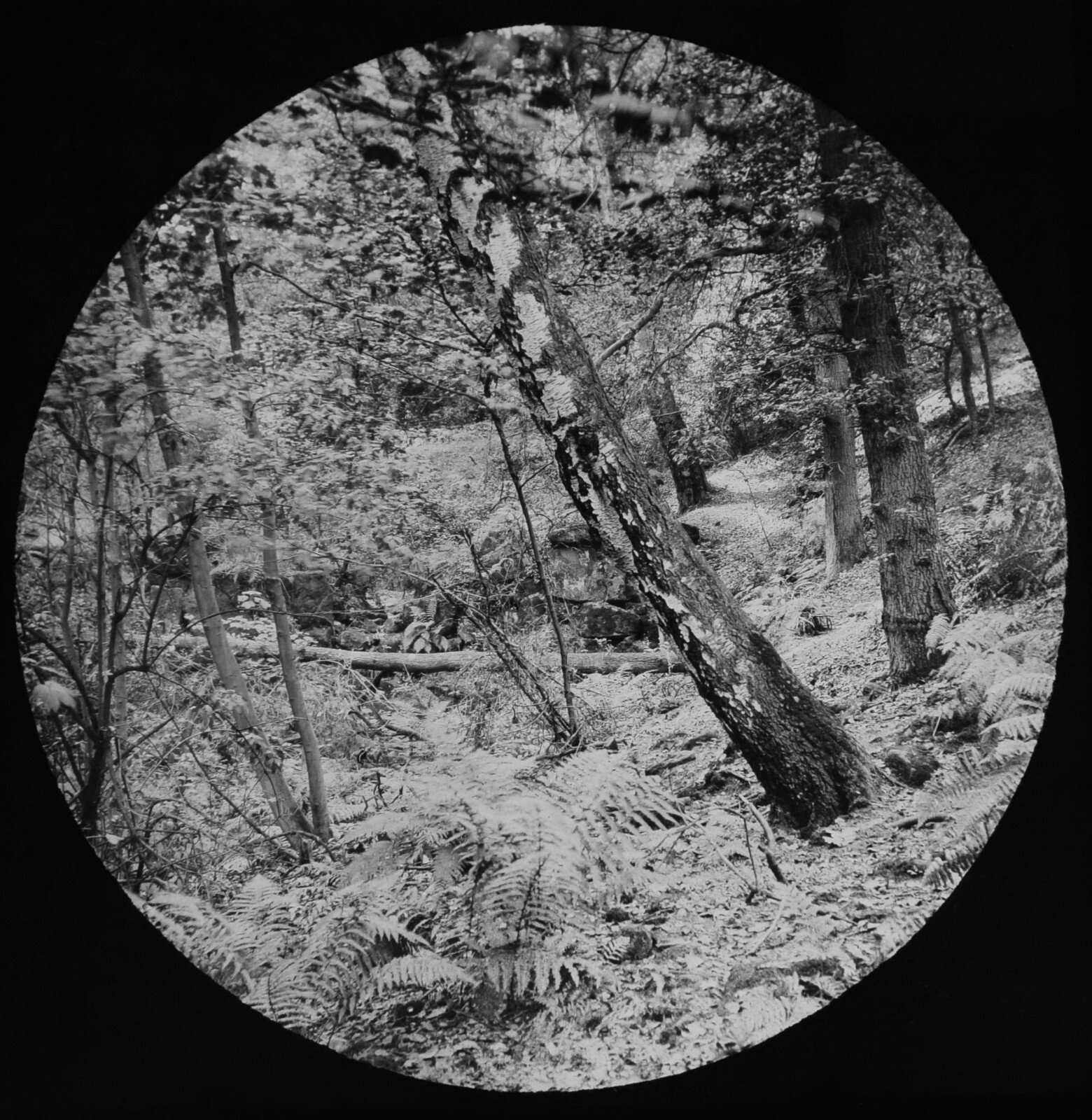 A WOODLAND VIEW C1890 ANTIQUE PHOTO Magic Lantern Slide TREE STUDY WOODS