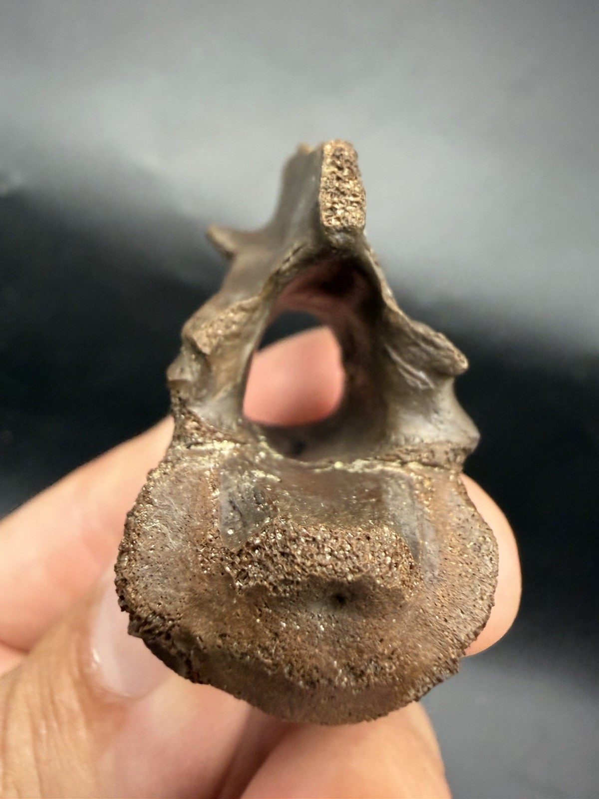 Rare Fossil Alligator Vertebra Fully Intact Santa Fe River Florida Rare Fossil Alligator Vertebra Fully Intact Santa Fe River Florida
