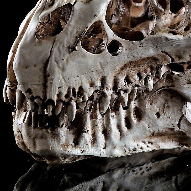 TYRANNOSAURUS T-REX SKULL RESIN FOSSIL MODEL TOOTH DINOSAUR REX REPLICA BONE NEW