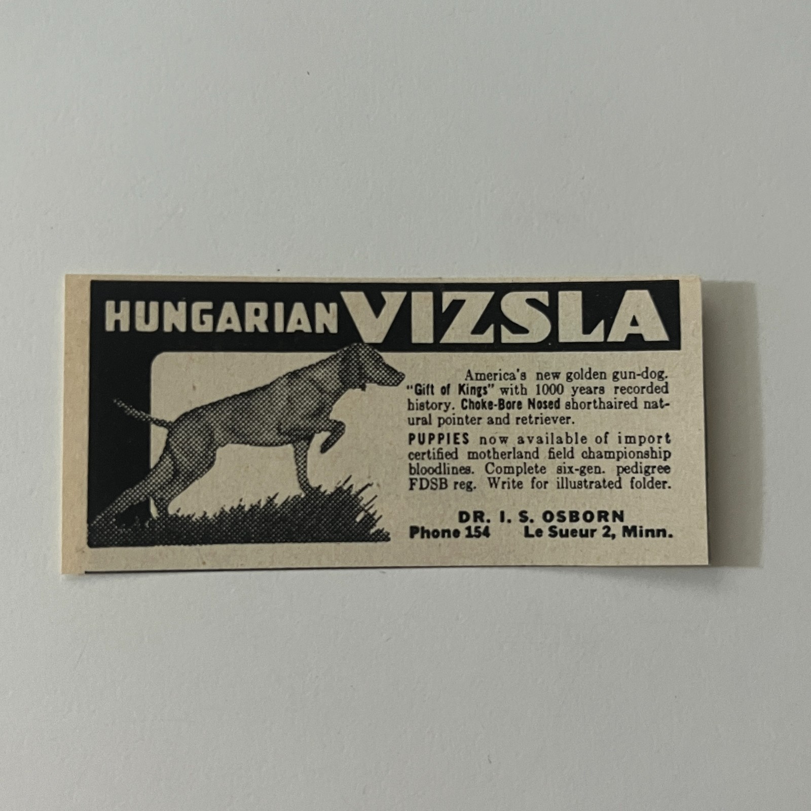 Dr. I. S. Osborn Hungarian Vizsla Le Sueur MN 1955 Ad TAJ5-S26