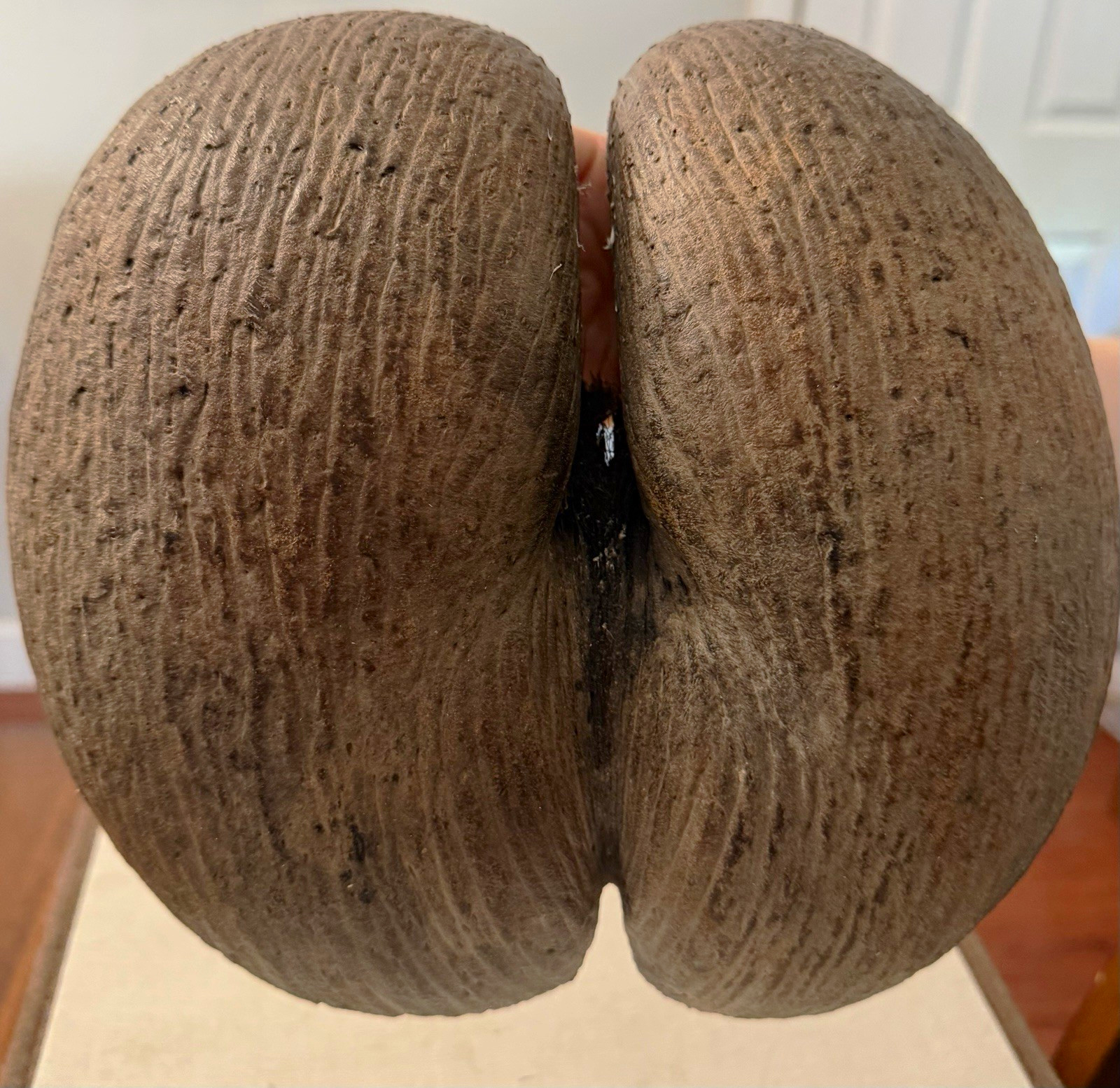 Vintage Coco de Mer Double Coconut Shell – Rare Botanical Specimen Vintage Coco de Mer Double Coconut Shell – Rare Botanical Specimen