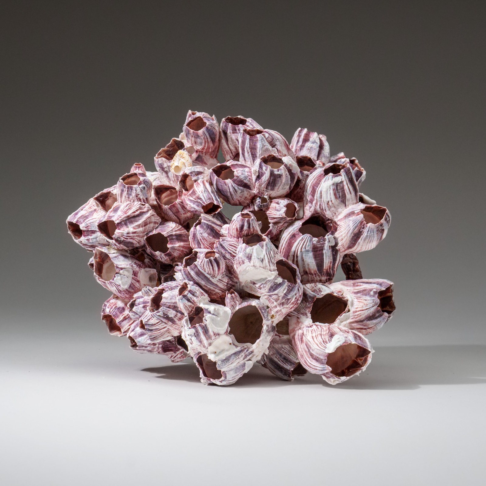Genuine Purple Acorn Barnacle Cluster (1.5 lbs)