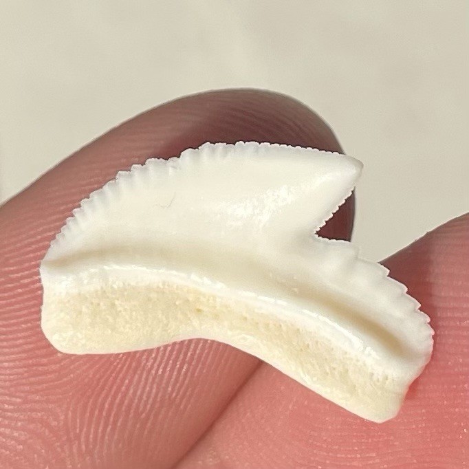 Shark Tooth Modern Day Tiger 3/4” Authentic Shark Tooth Modern Day Tiger 3/4” Authentic