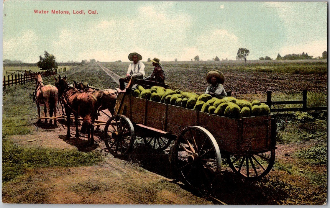 Antique 1913 Postcard Water Melons Watermelons Lodi, CA California PNC Series