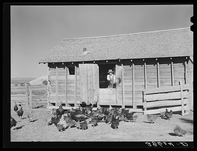 Hotchkiss Colorado Thomas Reilly 1939 Feeding Turkeys FSA Farm Security
