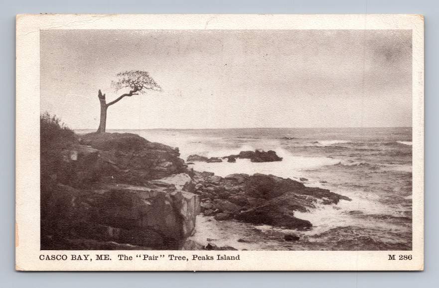Antique Maine Postcard CASCO BAY Peaks Island The Pair Tree 1909 Antique Maine Postcard CASCO BAY Peaks Island The Pair Tree 1909