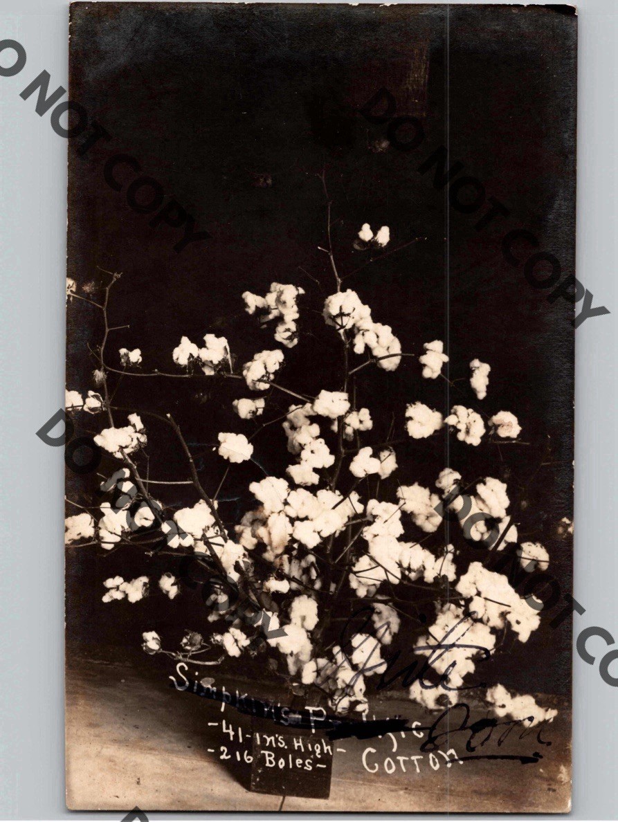 c1910 JA Simpkins Prolific Cotton RALEIGH North Carolina NC RPPC Real Photo