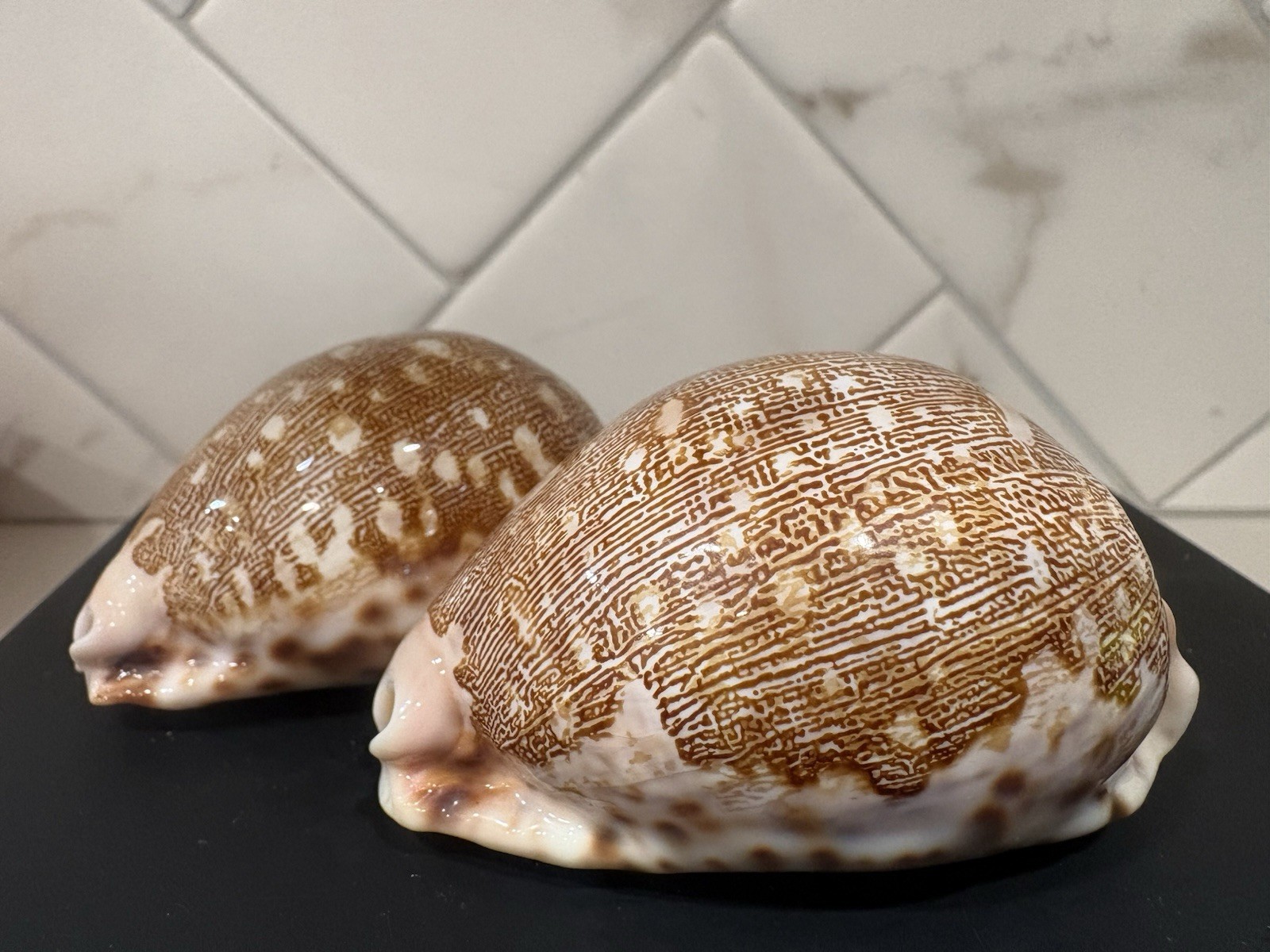 Ancient Map Cowrie Seashell Brown Cypraea Mappa (2 shells) Ancient Map Cowrie Seashell Brown Cypraea Mappa (2 shells)