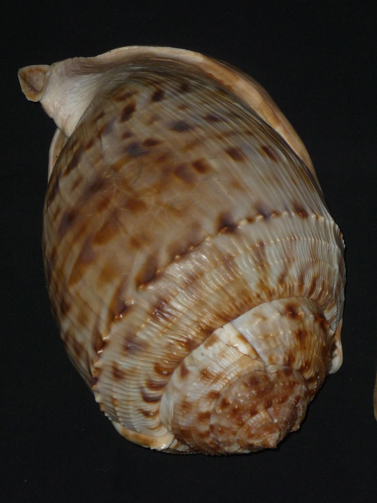534 Cassis tessellata w/o 263.2mm TOP IMPORTANT NATURAL SEASHELL RARE BEAUTY