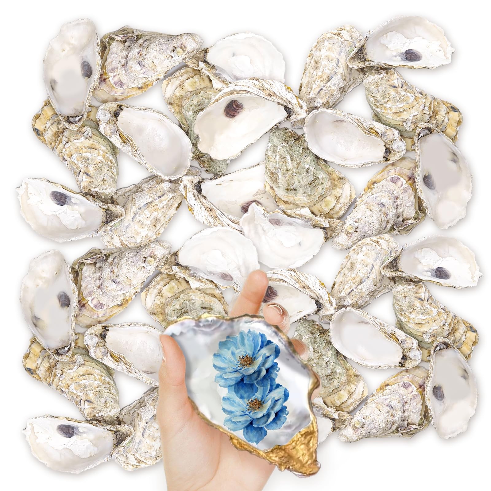 36PCS Oyster Shells 5\