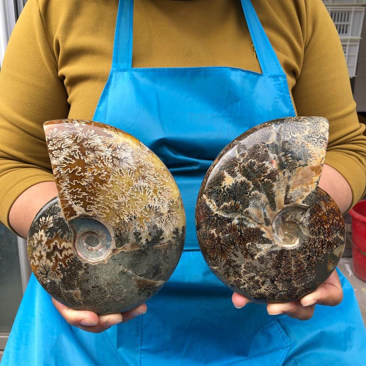 2pcs 3.47LB Natural Horn Screw Fossil Ammonite Conch Crystal Specimen Healing