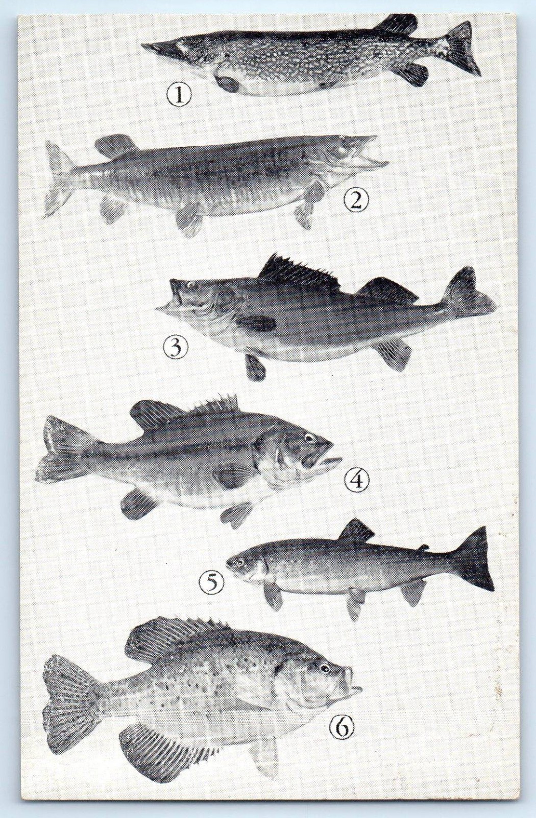 c1930's Fishing Today's Catch Fishes Unposted Vintage Postcard c1930's Fishing Today's Catch Fishes Unposted Vintage Postcard