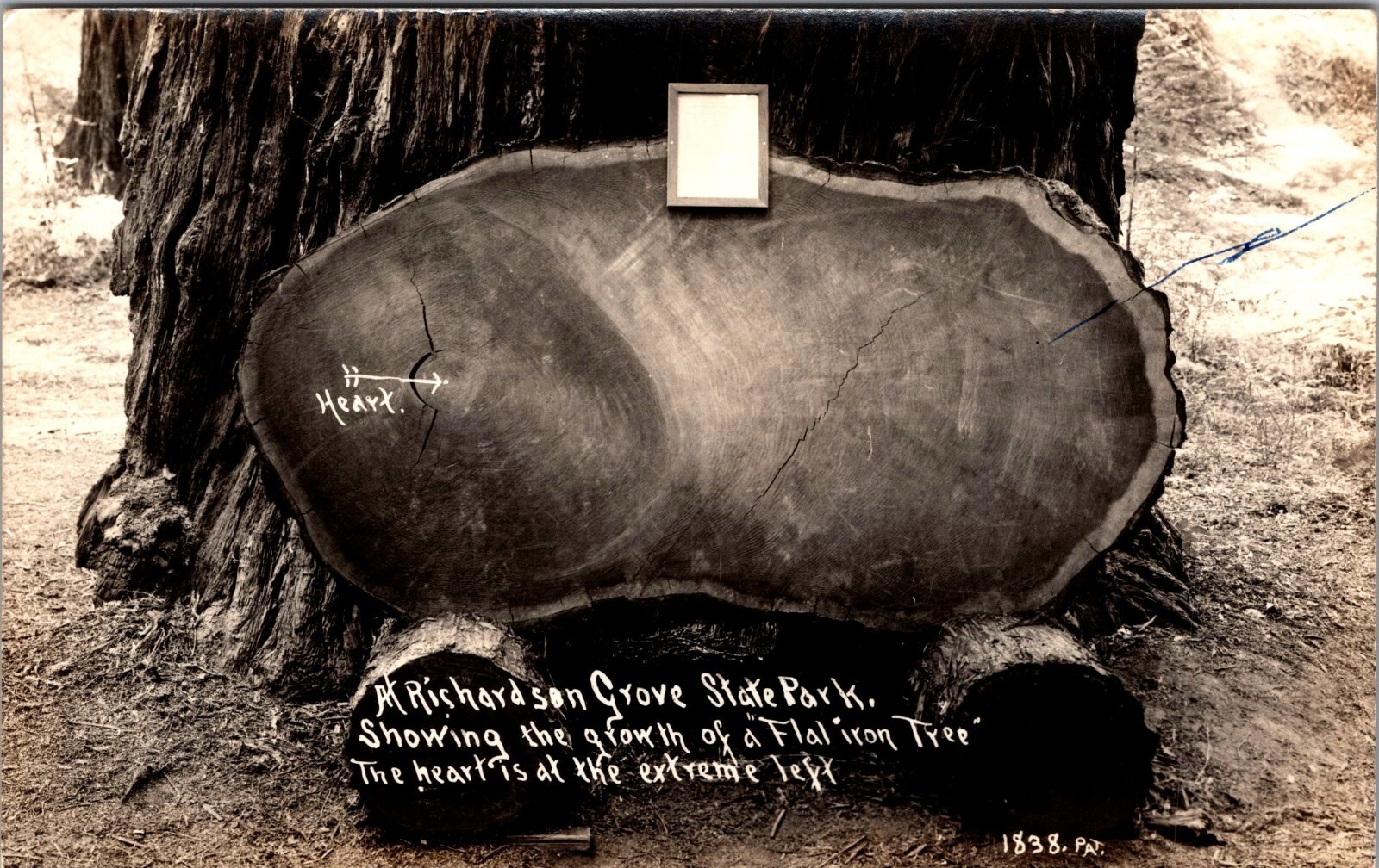 Rppc Richardson Grove State Park Tree Garberville California CA Unp Postcard