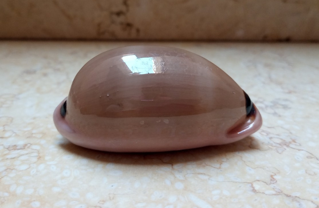 F Luria pulchra sinaiensis LARGE SIZE 78.3mm F++++F+++ pink mouth red sea shell F Luria pulchra sinaiensis LARGE SIZE 78.3mm F++++F+++ pink mouth red sea shell