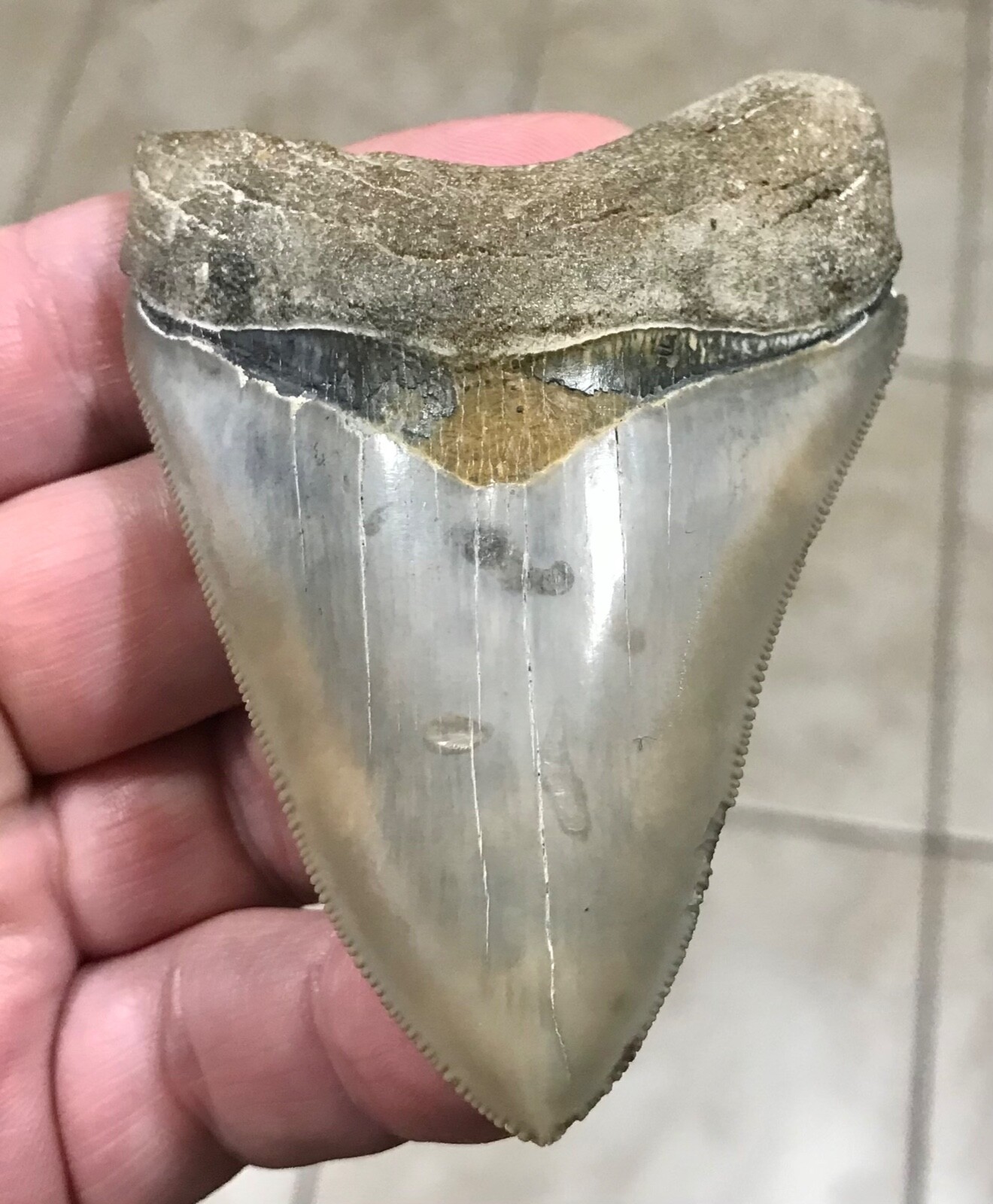 XL,RARE & EEEELEGANT - 3.54” - B.VALLEY,FLORIDA - MEGALODON SHARKTOOTH FOSSIL XL,RARE & EEEELEGANT - 3.54” - B.VALLEY,FLORIDA - MEGALODON SHARKTOOTH FOSSIL