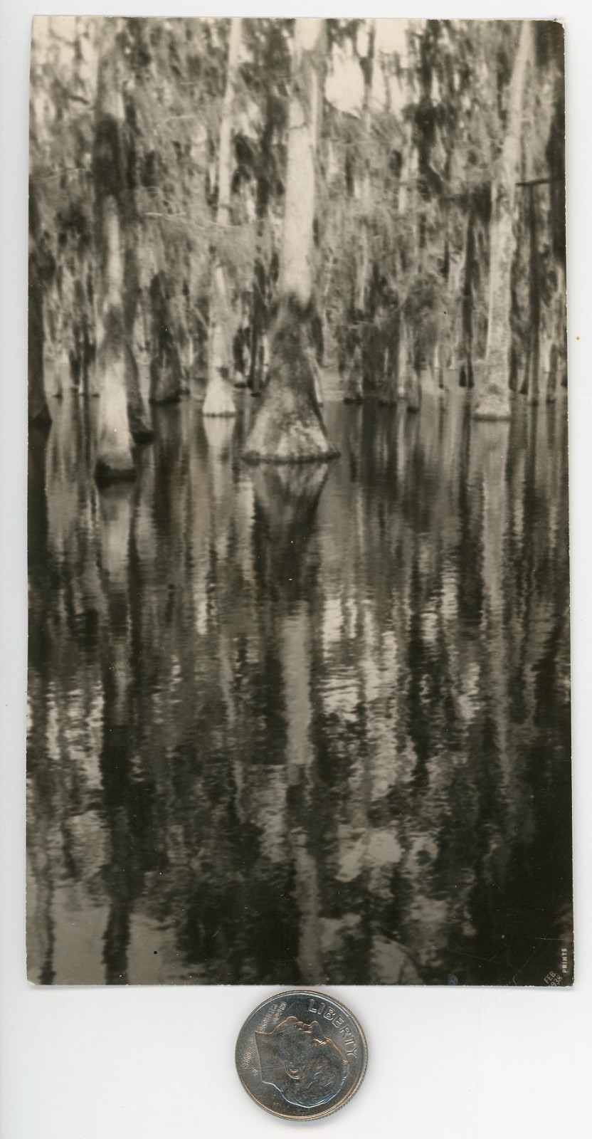 Vintage 1930's photo / STRANGE COMPOSITION - Frog NoClips Into a Haunted SWAMP