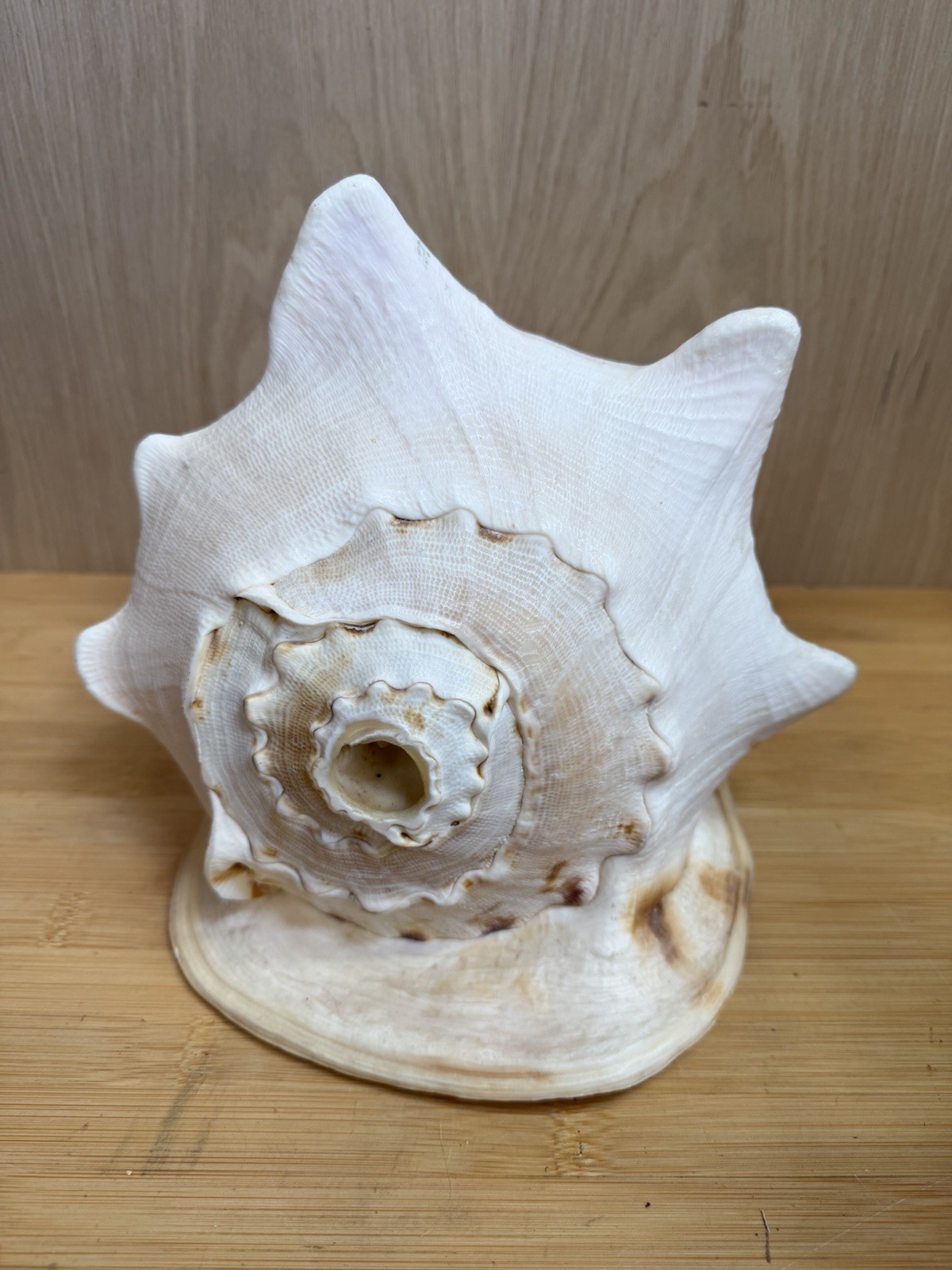 Giant Queen Horned Helmet Conch Sea Shell Large Excellent Condition