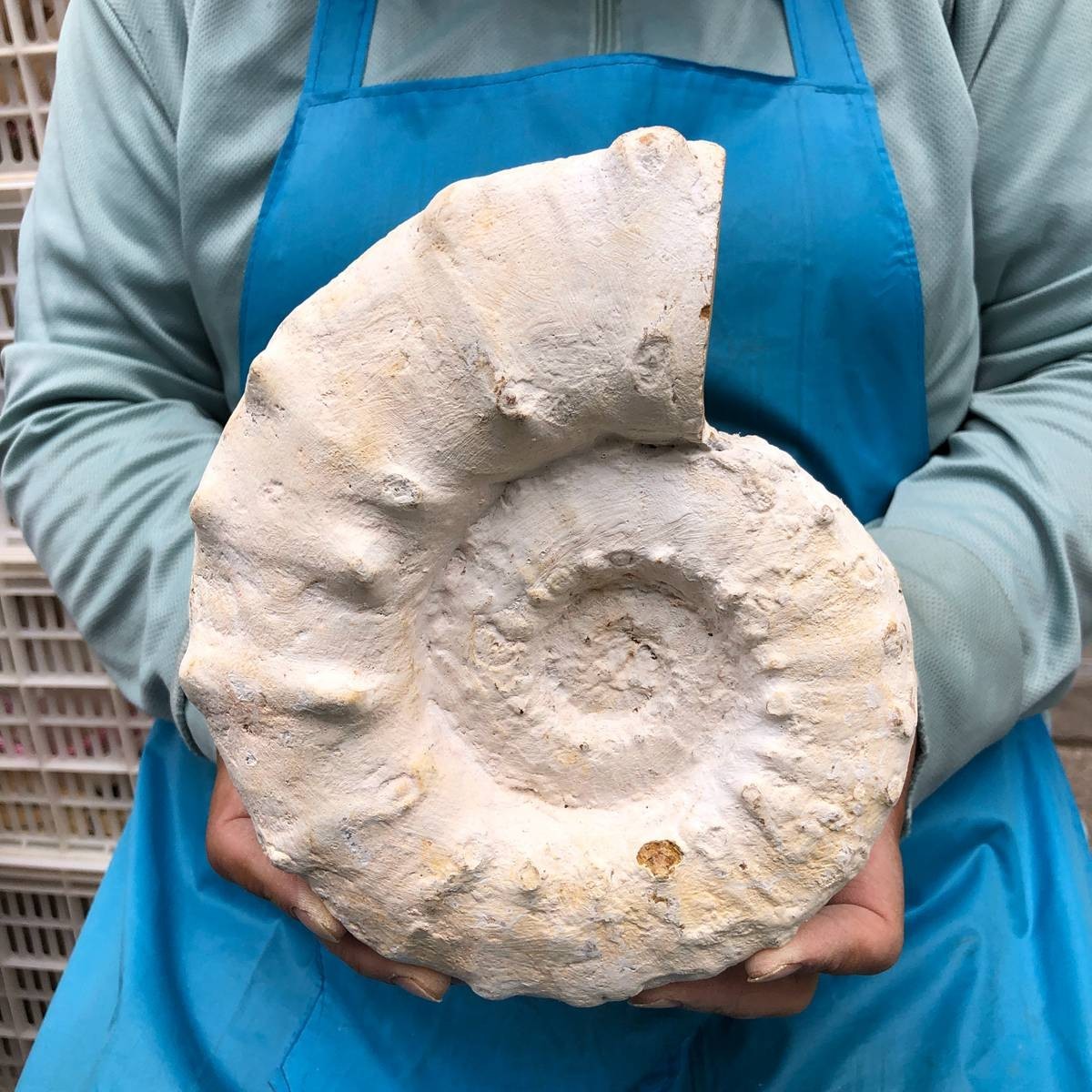 4.62LB Rare Natural Tentacle Ammonite Specimen Healing Madagascar