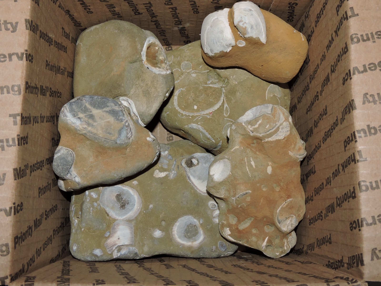 Box of MIXED Pacific Coast FOSSIL SHELL STONES Anadara, Steinkern ( 6.6 lb )