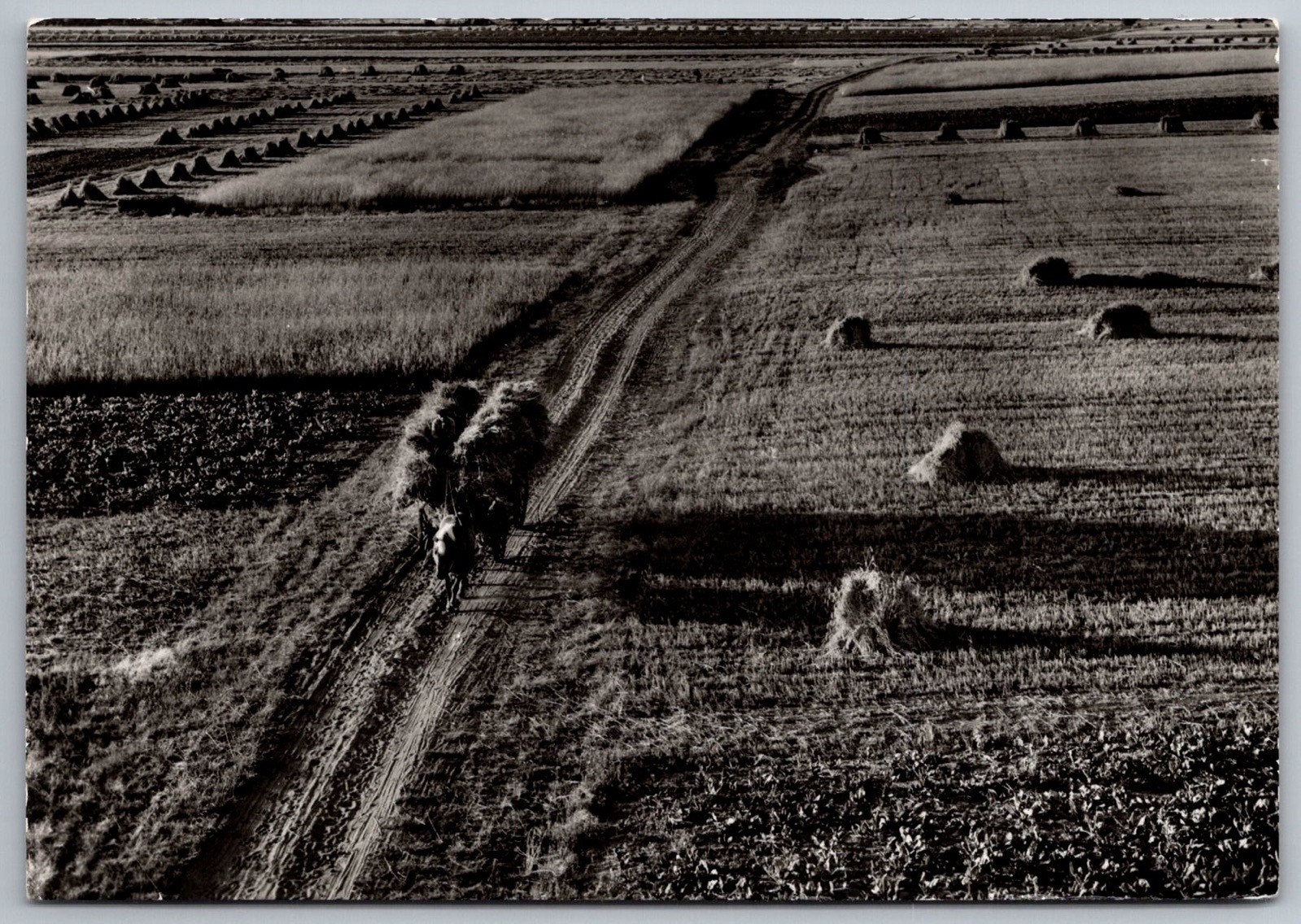 Fields Horse Wagon, Aschersleben Germany 2002 Landscape Black & White Fields Horse Wagon, Aschersleben Germany 2002 Landscape Black & White