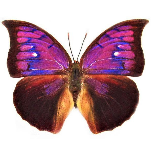 Anaea tyrianthina pink purple butterfly Peru RARE UNMOUNTED/WINGS CLOSED