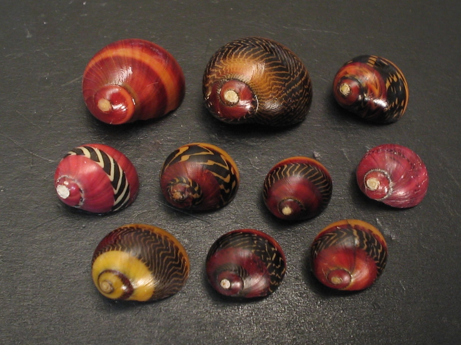 Awesome Collection...NERITINA COMMUNIS~10pc~Philippines SEASHELL Awesome Collection...NERITINA COMMUNIS~10pc~Philippines SEASHELL
