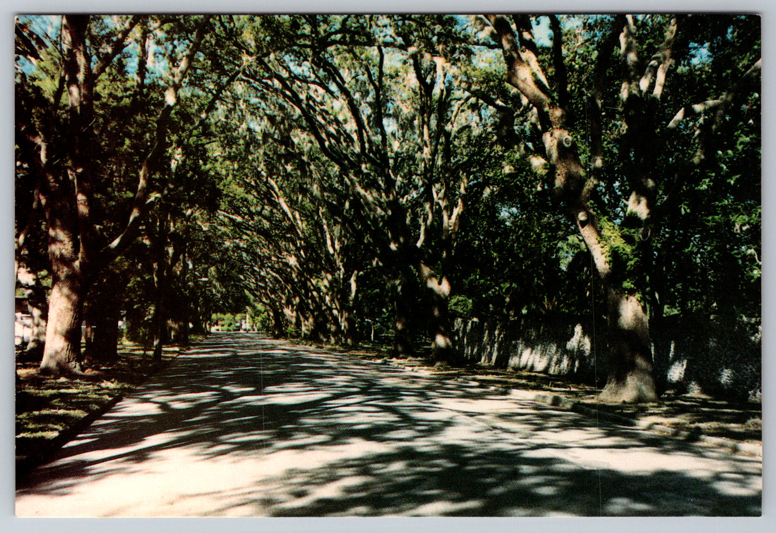 Magnolia Avenue Fountain of Youth Park St. Augustine FL Postcard
