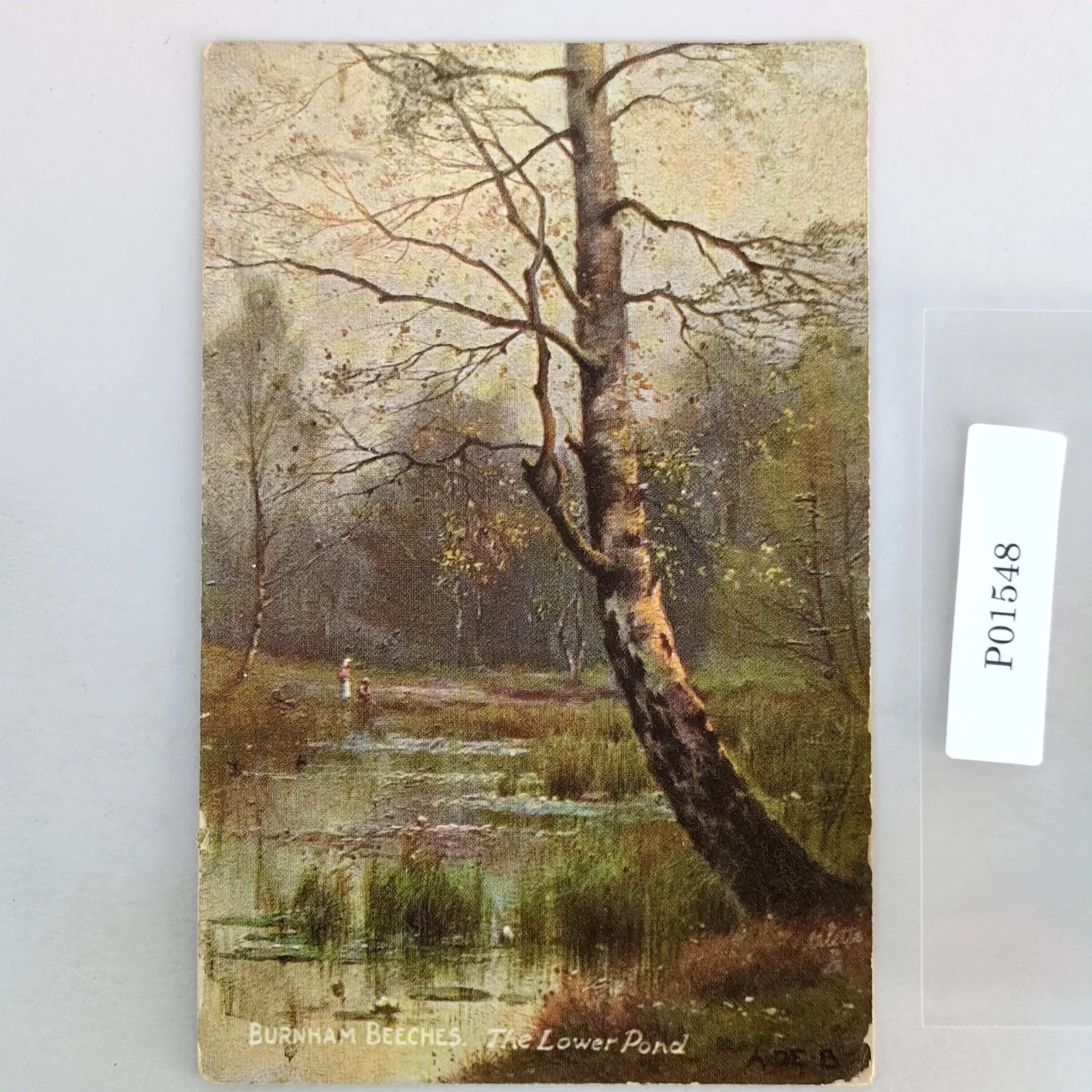 Burnham Beeches The Lower Pond 1908 Postcard Buckinghamshire England UK