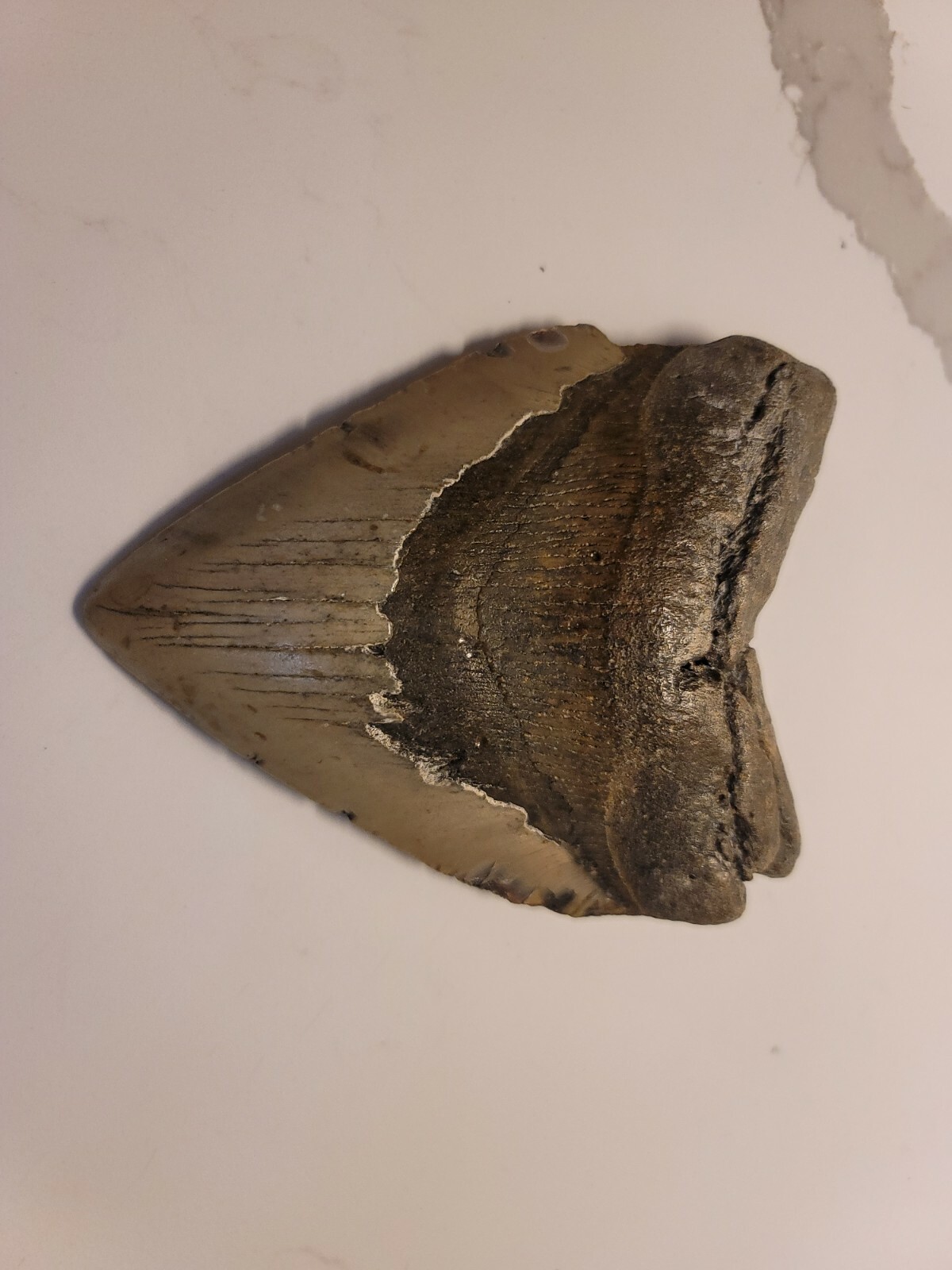 Huge Megalodon Fossil Shark Tooth 5.45\