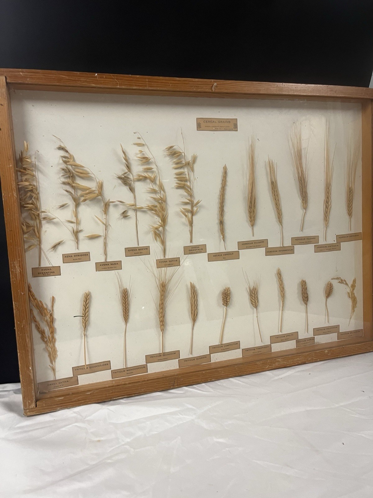VTG Framed  Botanical Specimens Herbarium Wall Art  Cereal Grains Nature 24x 18