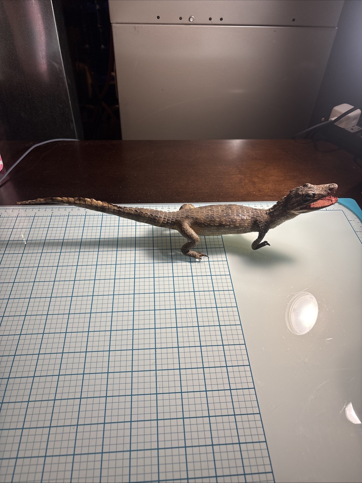 Vtg Taxidermy Full Body Real Juvenile Standing Alligator Crocodile Specimen 17