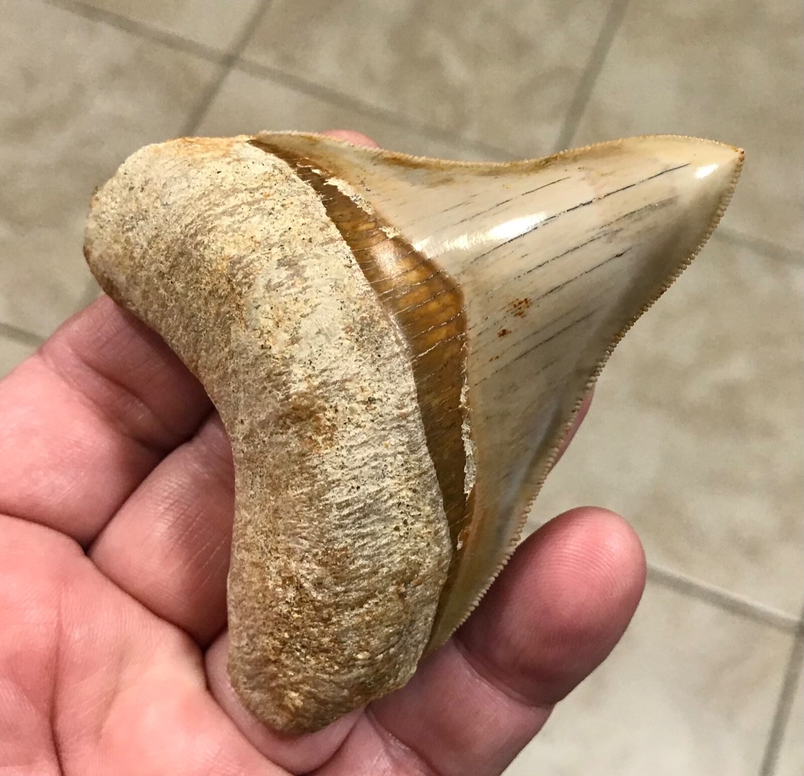 VERY UNIQUE & TRULY MAGNIFICENT - 3.71” x 3.03” - MEGALODON SHARKTOOTH FOSSIL VERY UNIQUE & TRULY MAGNIFICENT - 3.71” x 3.03” - MEGALODON SHARKTOOTH FOSSIL