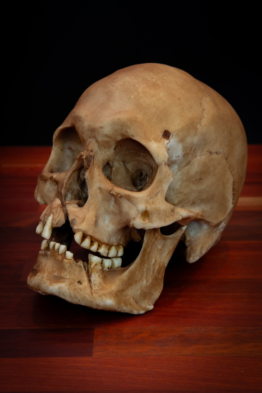 Viking Skull Replica – Dark Finish -  Life Size Human Skull Resin Display