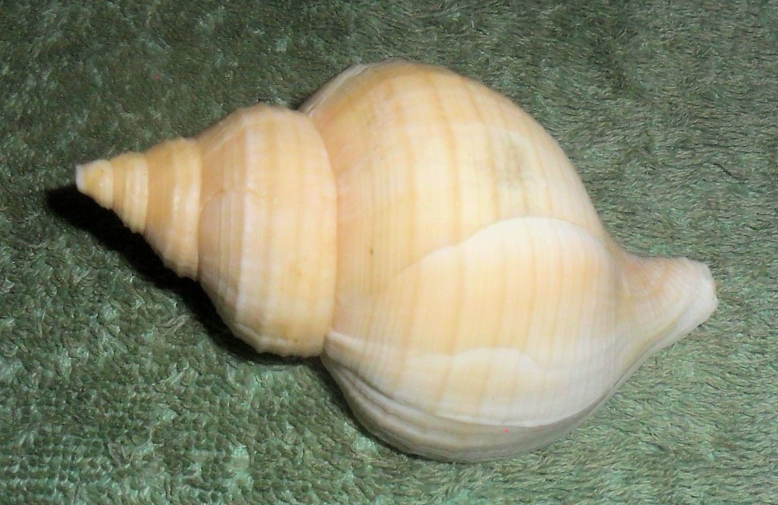 RA RFM 86666 Neptunea Kuroshio Oyama 1959 93.2mm with operculum Trawled in muddy RA RFM 86666 Neptunea Kuroshio Oyama 1959 93.2mm with operculum Trawled in muddy